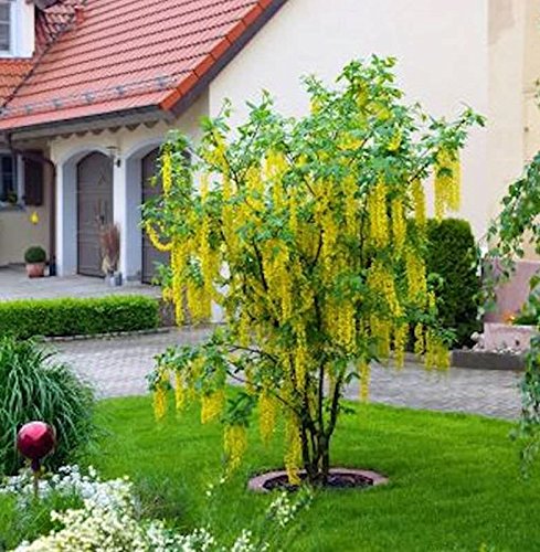 Hochstamm Edel Goldregen 100-125cm - Laburnum watereri Vossii - Gartenpflanze von Baumschule