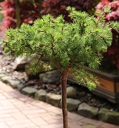 Hochstamm Europäische Lärche Bogle 60-80cm - Larix decidua - Gartenpflanze von Baumschule