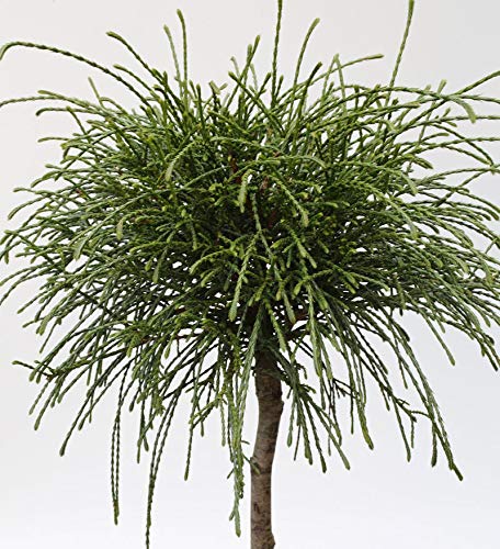 Hochstamm Faden Lebensbaum Whipcord 100-125cm - Thuja plicata - Gartenpflanze von Baumschule