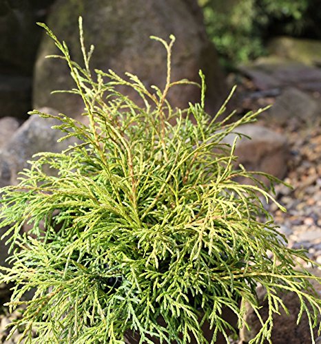 Hochstamm Faden Thuja Filiformi 80-100cm - Thuja occidentalis - Gartenpflanze von Baumschule