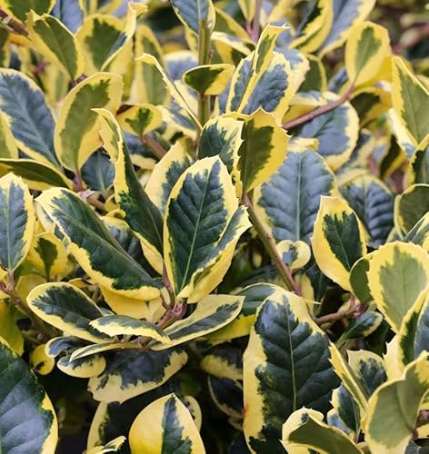 Hochstamm Gelbbunte Stechpalme Ilex Golden King 60-80cm - Ilex altaclerensis - Gartenpflanze von Baumschule