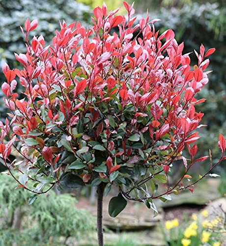 Hochstamm Glanzmispel Little Red Robin 80-100cm - Photinia fraseri - Gartenpflanze von Baumschule