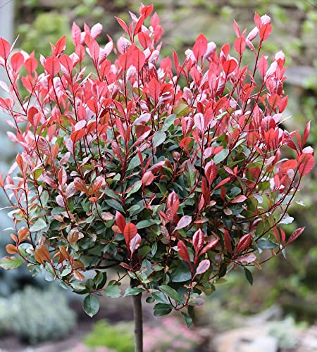 Hochstamm Glanzmispel Red Robin 80-100cm - Photinia fraseri - Gartenpflanze von Baumschule