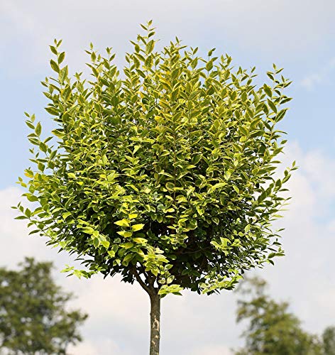 Hochstamm Gold Liguster 60-80cm - Ligustrum ovalifolium - Gartenpflanze von Baumschule