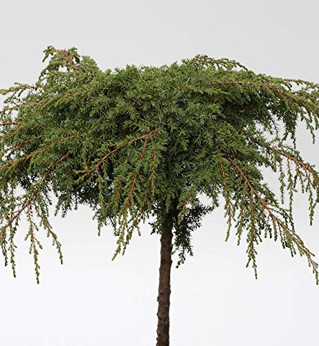 Hochstamm Grüner Kriechwacholder Green Carpet 60-80cm - Juniperus communis Hochstamm Grüner Kriechwacholder Green Carpet 60-80cm - Juniperus communis von Baumschule