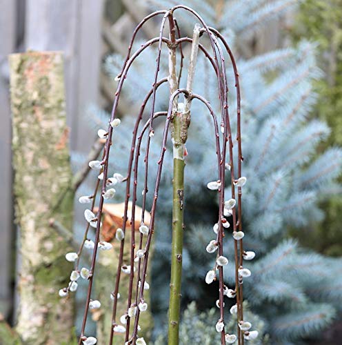 Hochstamm Hängende Kätzchenweide 100-125cm - Salix caprea - Gartenpflanze von Baumschule