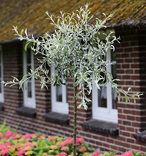 Hochstamm Hängende Wildbirne 100-125cm - Pyrus salicifolia Pendula - Gartenpflanze von Baumschule