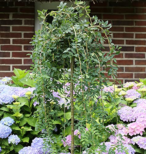 Hochstamm Hängener Erbsenstrauch 100-125cm - Caragana arborescens Pendula - Gartenpflanze von Baumschule