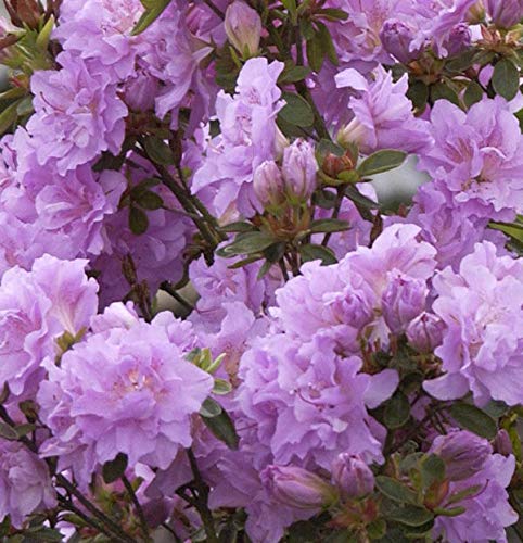 Hochstamm Japanische Azalee Elsie Lee 60-80cm - Rhododendron obtusum - Zwerg Alpenrose - Gartenpflanze von Baumschule