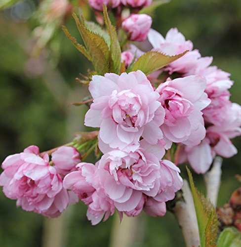 Hochstamm Japanische Hänge Nelkenkirsche 100-125cm - Prunus serrulata - Gartenpflanze von Baumschule