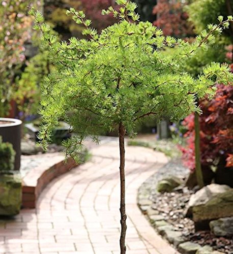 Hochstamm Japanische Korkenzieher Lärche Diana 80-100cm - Larix kaempferi - Gartenpflanze von Baumschule