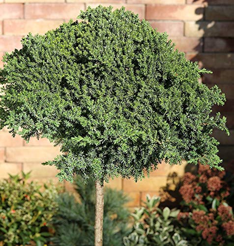 Hochstamm Japanischer Kriechwacholder 40-60cm - Juniperus procumbens Nana - Gartenpflanze von Baumschule