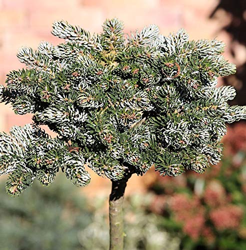 Hochstamm Koreatanne Kohouts Icebreaker 40-60cm - Abies koreana von Baumschule