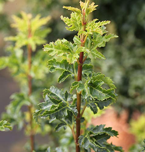 Hochstamm Kräuselblättriger Fächerahorn Shishigashira 60-80cm - Acer palmatum - Gartenpflanze von Baumschule