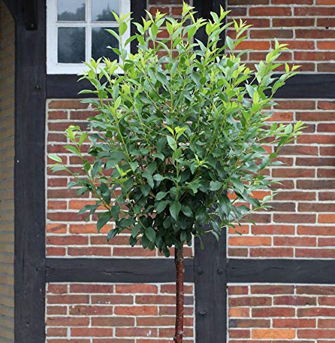 Hochstamm Kugel Robinie Umbraculifera 125-150cm - Robinia pseudoacacia Hochstamm Kugel Robinie Umbraculifera 125-150cm - Robinia pseudoacacia von Baumschule