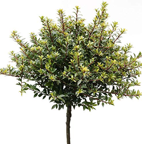 Hochstamm Löffel Ilex Glorie Dwarf 60-80cm - Ilex crenata - Gartenpflanze von Baumschule