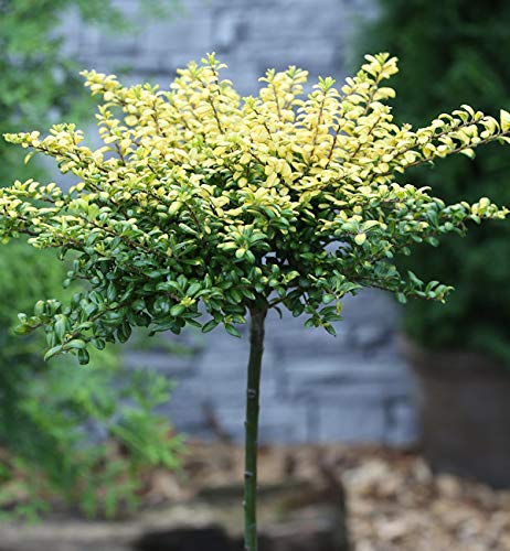 Hochstamm Löffel Lilex Convexed Gold 40-60cm - ilex crenata - Gartenpflanze von Baumschule