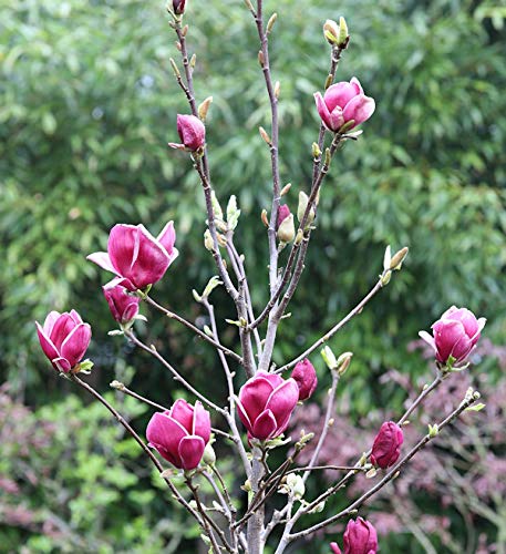 Hochstamm Magnolie March Till Frost 100-125cm - Magnolia - Gartenpflanze von Baumschule
