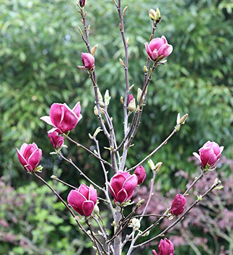 Hochstamm Magnolie March Till Frost 80-100cm - Magnolia Hochstamm Magnolie March Till Frost 80-100cm - Magnolia von Baumschule