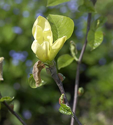 Hochstamm Magnolie Yellow Joy 100-125cm - Magnolia - Gartenpflanze von Baumschule