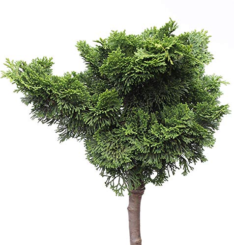 Hochstamm Muschelzypresse Nana Gracilis 60-80cm - Chamaecyparis obtusa - Gartenpflanze von Baumschule