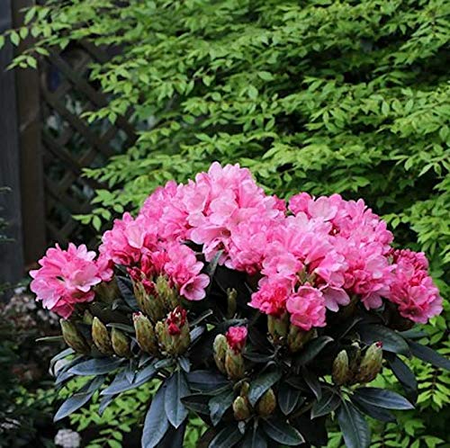 Hochstamm Rhododendron Clivia 80-100cm - Rhododendron williamsianum - Gartenpflanze von Baumschule