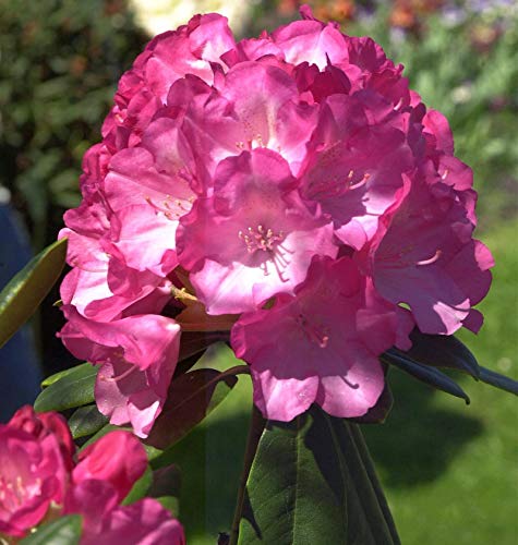 Hochstamm Rhododendron Fantastica 80-100cm - Alpenrose - Gartenpflanze von Baumschule