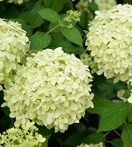 Hochstamm Rispenhortensie Little Fresco® 80-100cm - Hydrangea paniculata von Baumschule