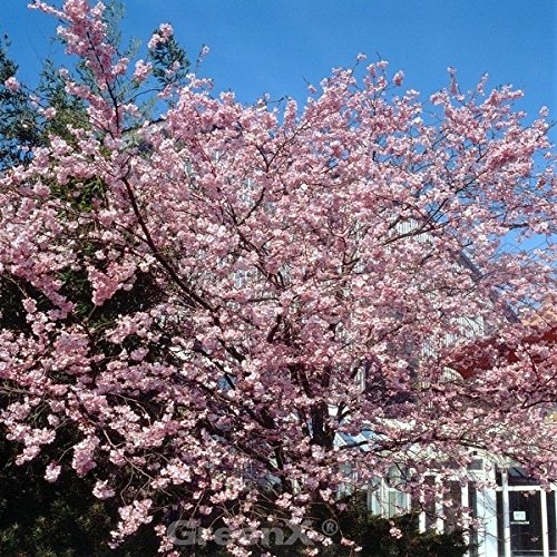 Hochstamm Rosa Winterkirsche 80-100cm - Prunus subhirtella - Gartenpflanze von Baumschule