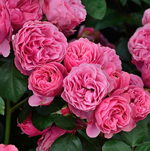 Hochstamm Rose Leonardo da Vinci® 80-100cm Hochstamm Rose Leonardo da Vinci® 80-100cm von Baumschule