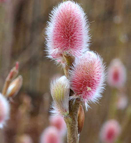 Hochstamm Rote Japanische Kätzchenweide Mount Aso 60-80cm - Salix gracilistyla - Gartenpflanze von Baumschule