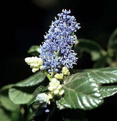 Hochstamm Säckelblume Victoria 80-100cm - Ceanothus impressus - Gartenpflanze von Baumschule