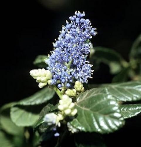 Hochstamm Säckelblume Victoria 80-100cm - Ceanothus impressus von Baumschule