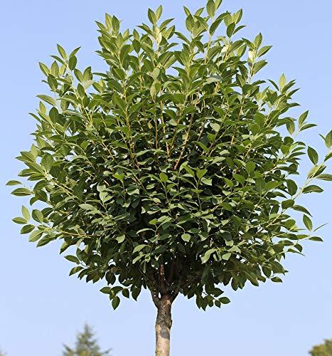 Hochstamm Steppenkirsche Globosa 100-125cm - Prunus fruticosa - Gartenpflanze von Baumschule