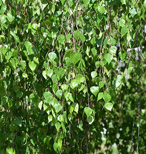 Hochstamm Trauer-Birke Youngii 80-100cm - Betula pendula - Gartenpflanze von Baumschule