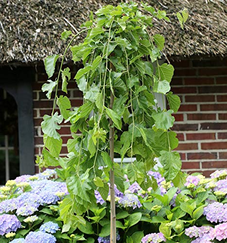 Hochstamm Trauer Maulbeere 80-100cm - Morus alba - Gartenpflanze von Baumschule