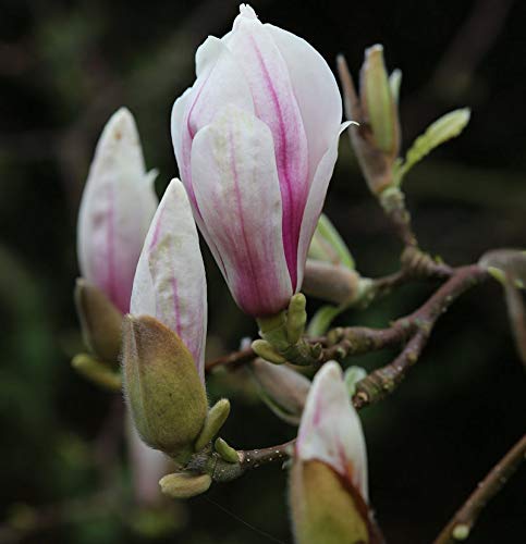 Hochstamm Tulpen Magnolie 80-100cm - Magnolia soulangiana - Gartenpflanze von Baumschule