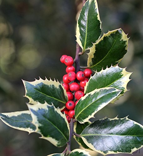 Hochstamm Weißbunte Stechpalme Ilex Argentea Marginata 60-80cm - ilex aquifolium - Gartenpflanze von Baumschule