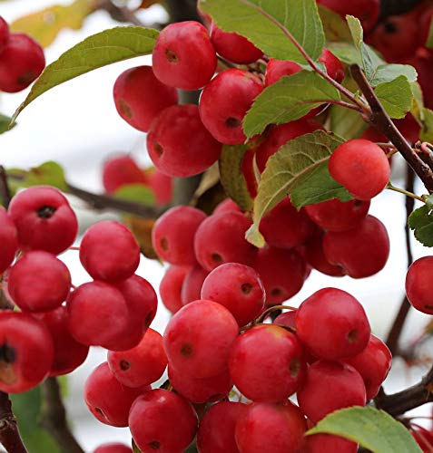 Hochstamm Zierapfel Red Sentinel 100-125cm - Malus Hybride - Gartenpflanze von Baumschule