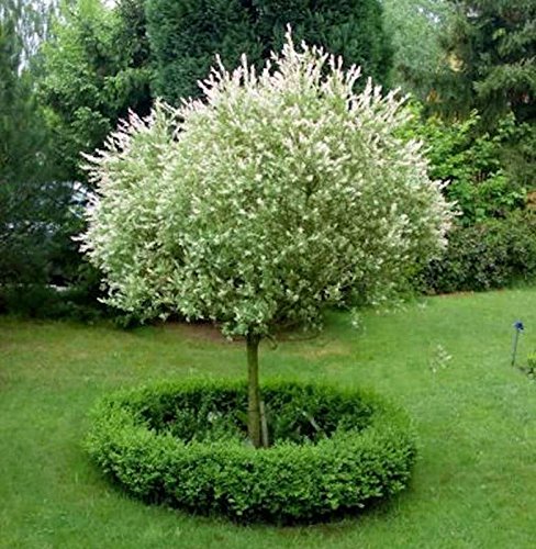 Hochstamm Zierweide Hakuro Nishiki 100-125cm - Salix integra - Gartenpflanze von Baumschule