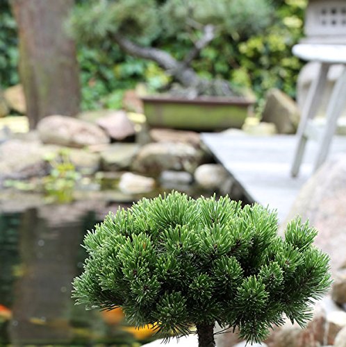 Hochstamm Zwerg Kiefer Picobello 40-60cm - Pinus mugo - Gartenpflanze von Baumschule