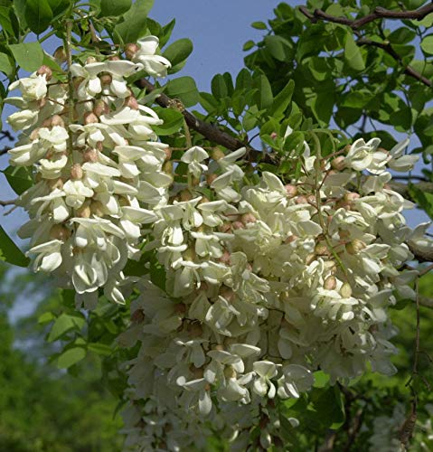Hochstamm Zwerg Korkenzieher Robinie Twisty Baby 125-150cm - Robinia pseudoacacia - Gartenpflanze von Baumschule