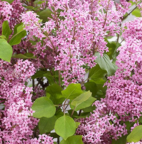 Hochstamm Zwergflieder Flowerfesta®Pink 100-125cm - Syringa vulgaris von Baumschule