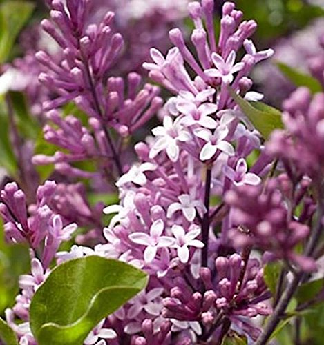 Hochstamm Zwergflieder Meyers Palibin 80-100cm - Syringa meyeri - Gartenpflanze von Baumschule