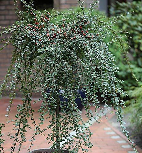 Hochstamm Zwergmispel Coral Beauty 125-150cm - Cotoneaster dammeri - Gartenpflanze von Baumschule