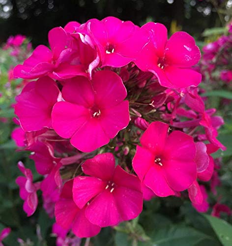 Hohe Flammenblume Kirchenfürst - Phlox Paniculata - Gartenpflanze von Baumschule