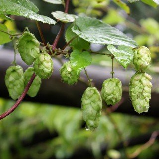 Hopfen - Humulus lupulus - starkwachsende Kletterpflanze Hopfen - Humulus lupulus - starkwachsende Kletterpflanze von Baumschule