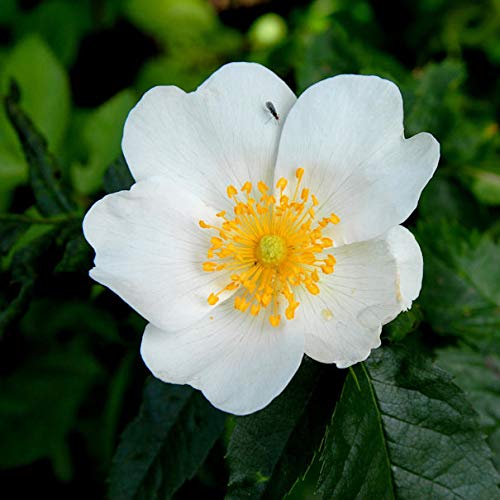 Hundsrose 40-60cm - Rosa canina - Gartenpflanze von Baumschule