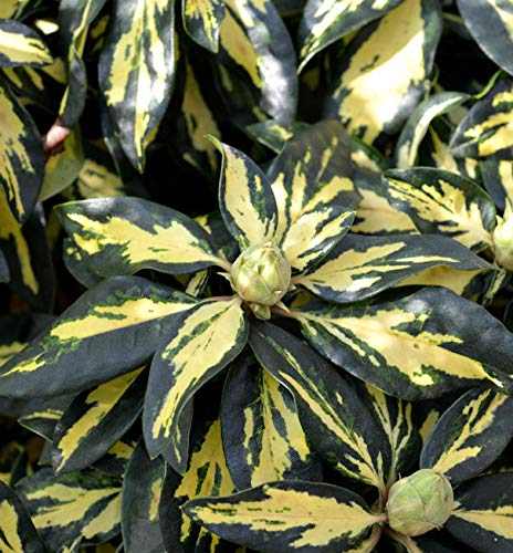 INKARHO - Großblumige Rhododendron Blattgold 30-40cm - Alpenrose - Gartenpflanze von Baumschule