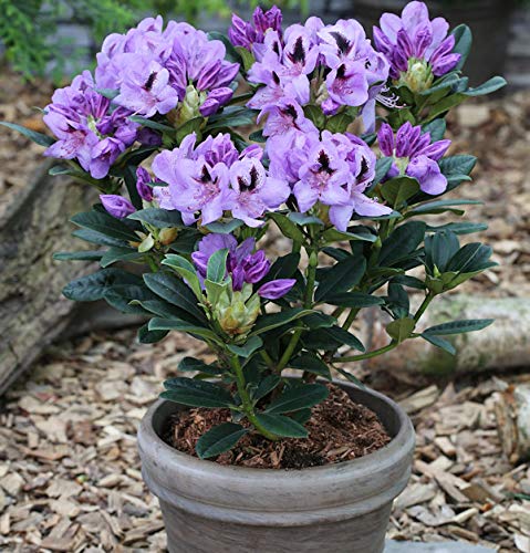 INKARHO - Großblumige Rhododendron Blue Jay 30-40cm - Alpenrose - Gartenpflanze von Baumschule